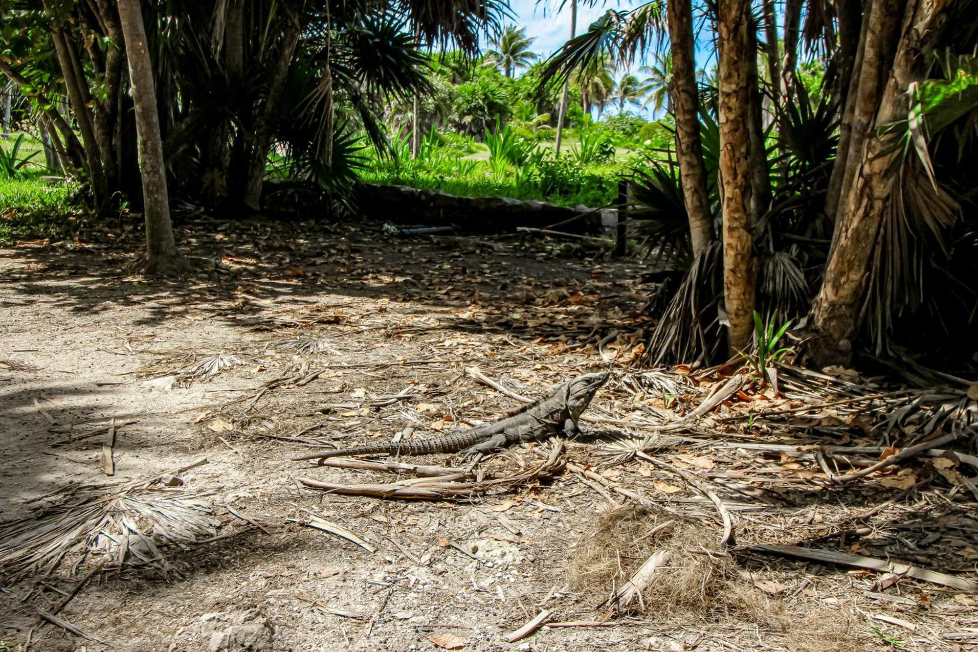 Aldea Zama Hotel Tulum Cameră foto