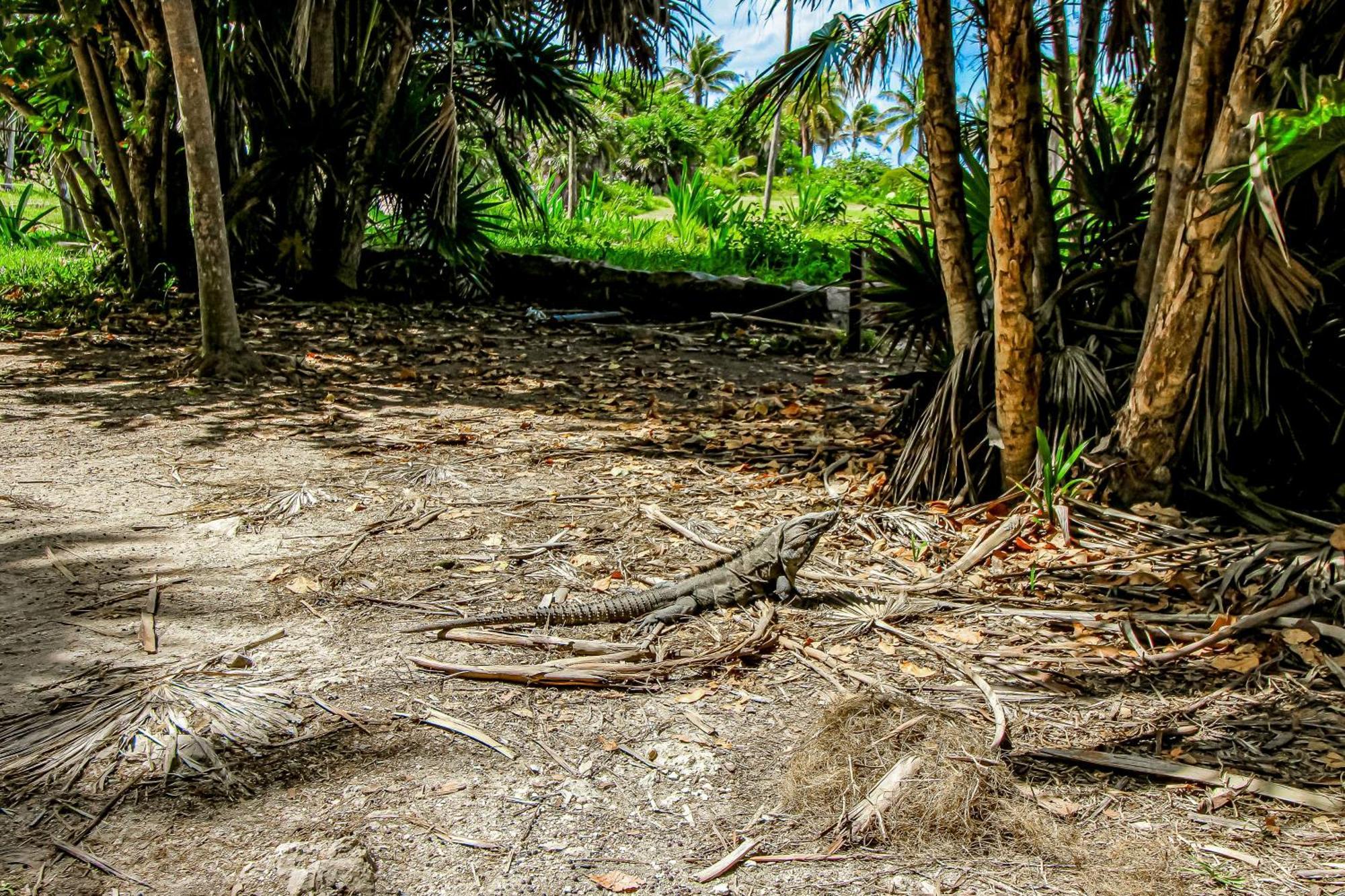 Aldea Zama Hotel Tulum Exterior foto